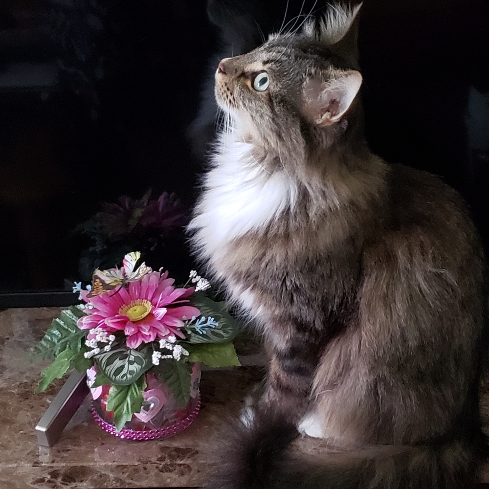 RESCUE KENTUCKY - Picture 9 of 17